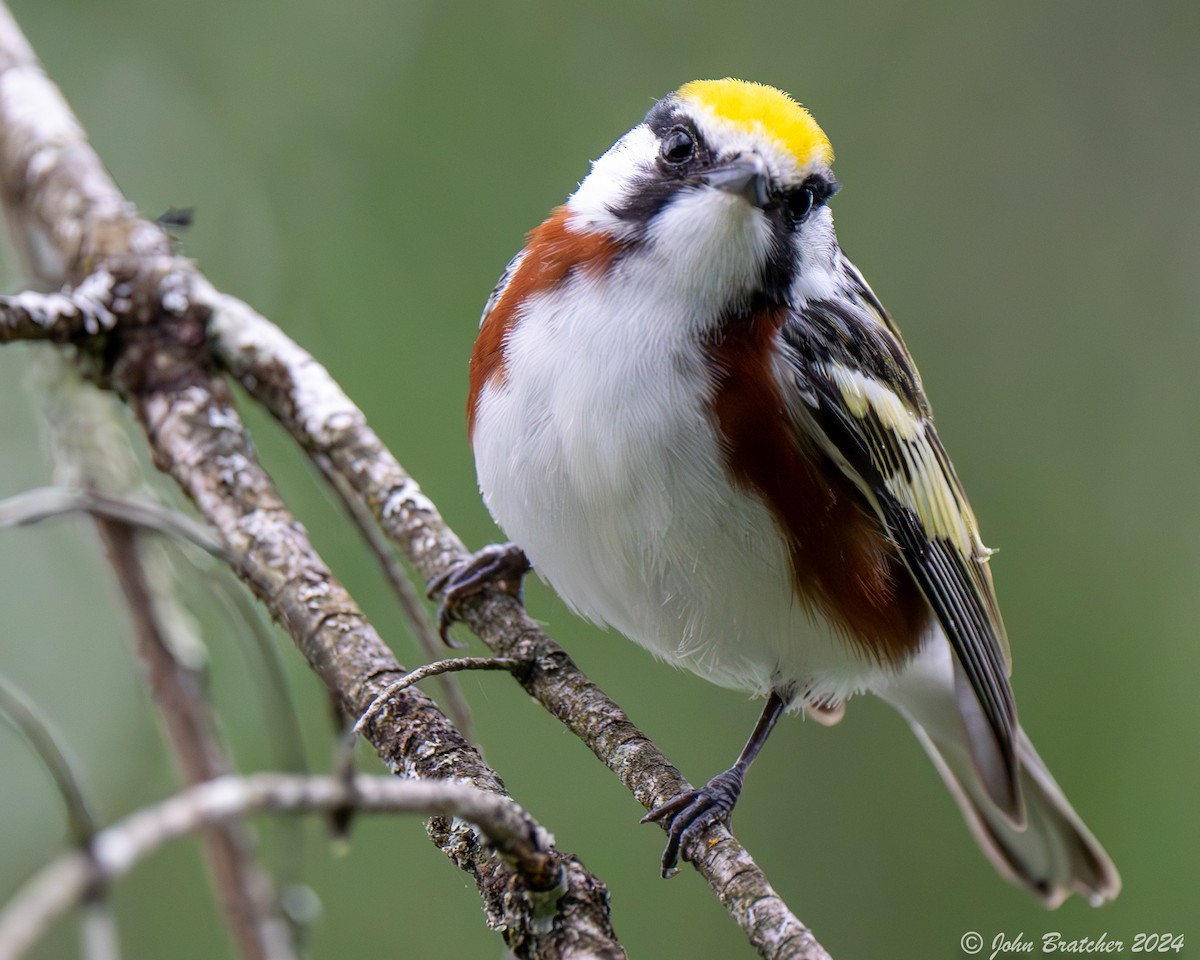 Chestnut-sided Warbler - ML620620955