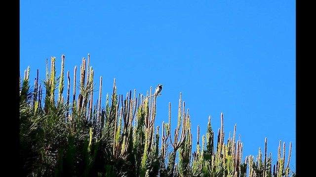 White Wagtail - ML620620961