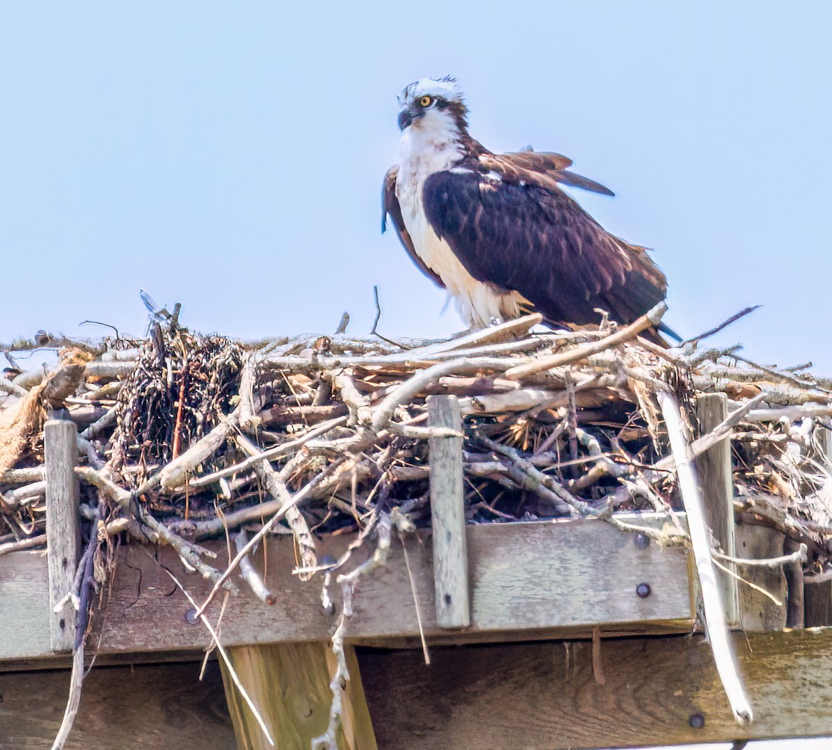 Osprey - Debbie Lombardo