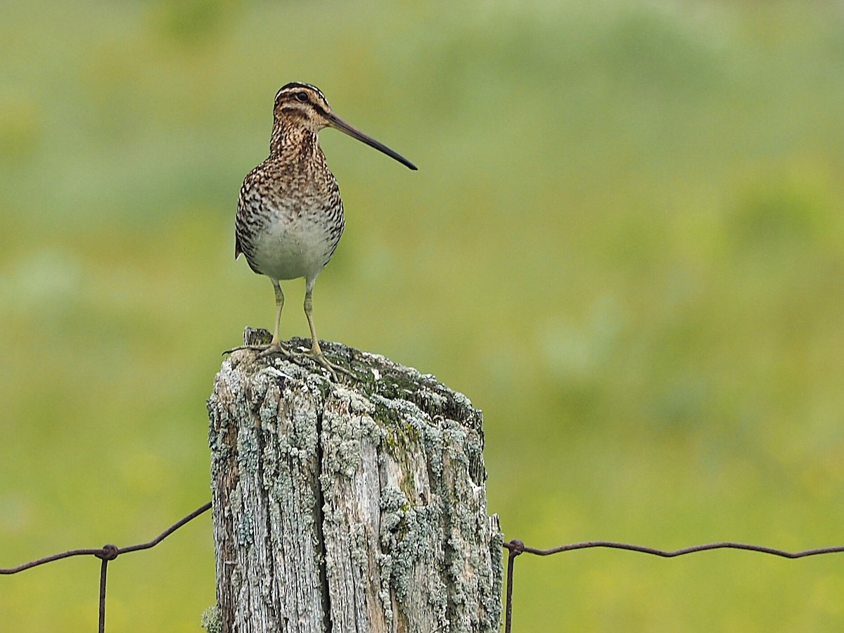 Wilson's Snipe - ML620620963