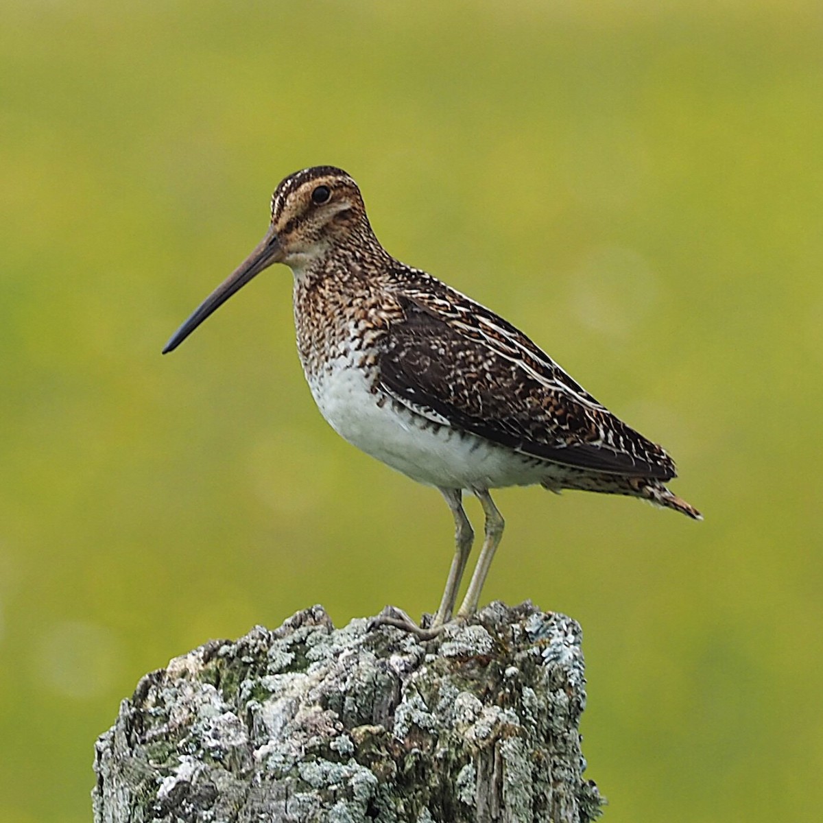 Wilson's Snipe - ML620620964