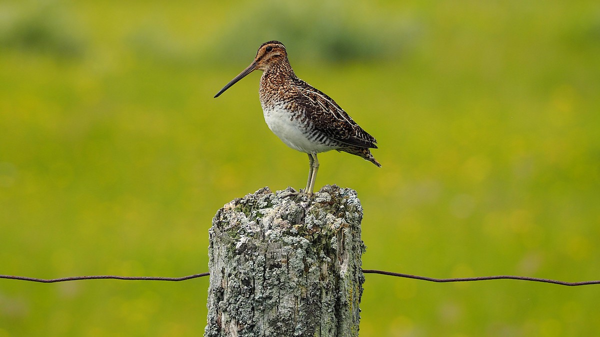 Wilson's Snipe - ML620620965