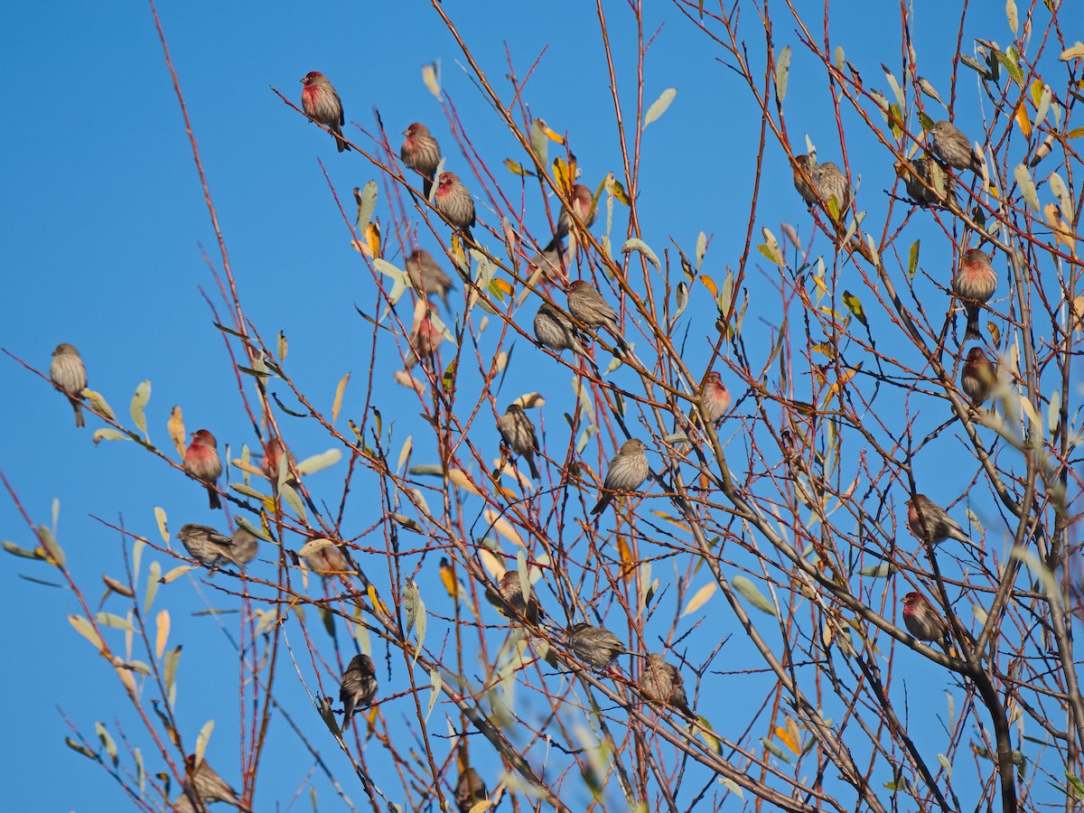 House Finch - ML620620968