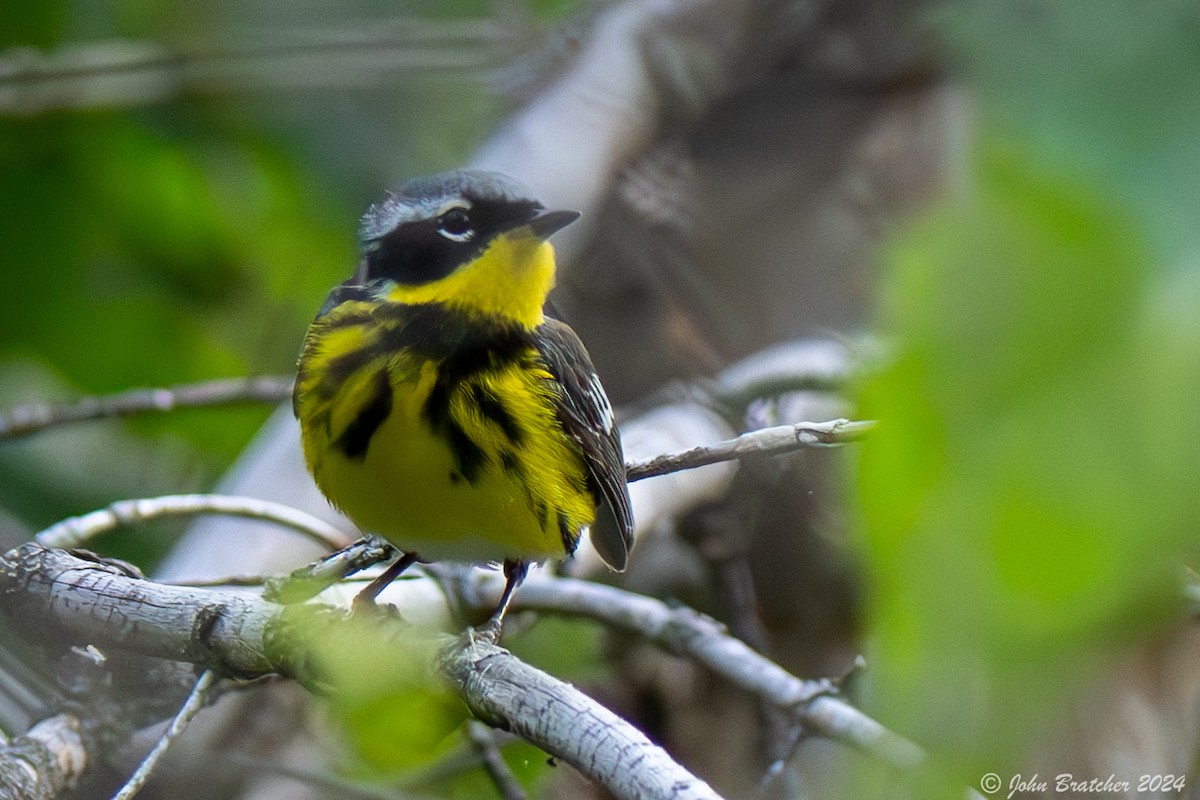 Magnolia Warbler - ML620620972