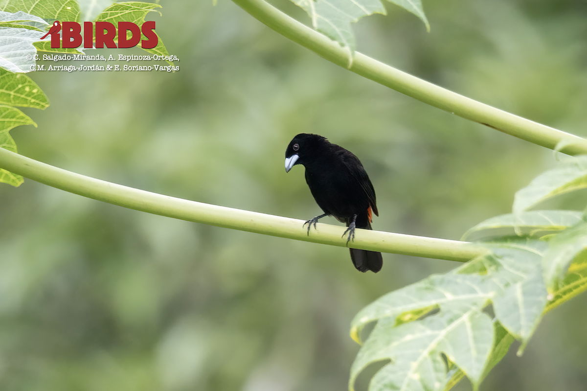 Scarlet-rumped Tanager - C. Salgado-Miranda & E. Soriano-Vargas