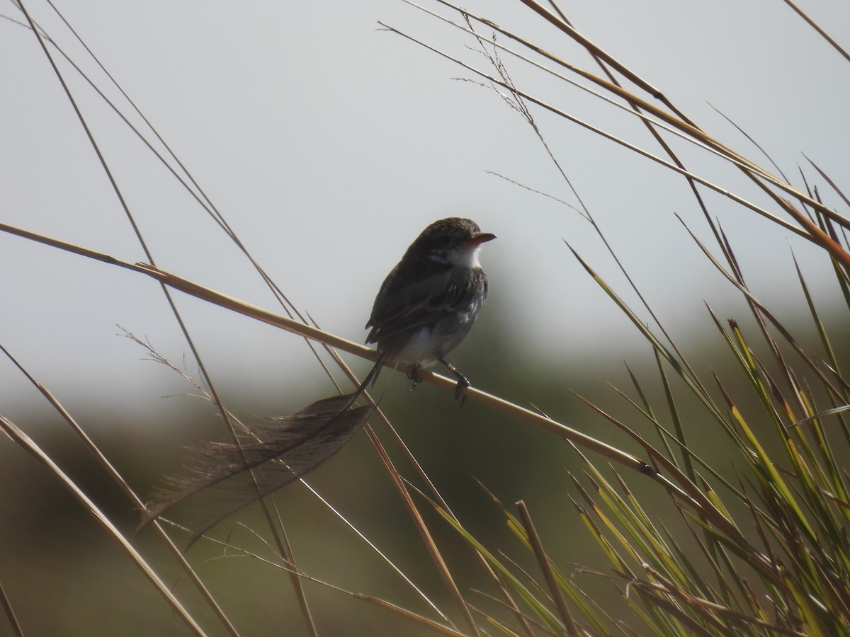 Strange-tailed Tyrant - ML620620975