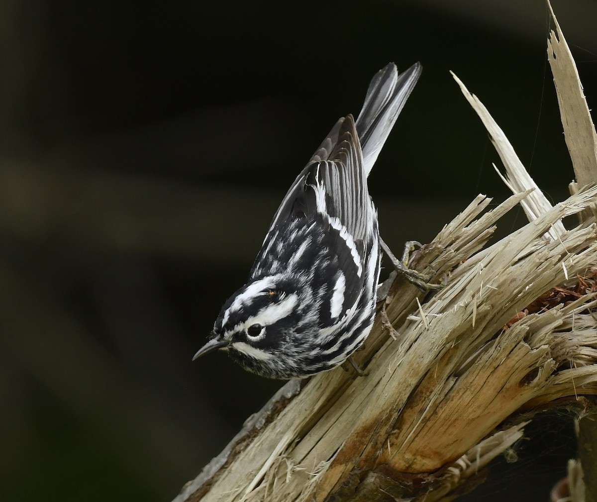 Black-and-white Warbler - ML620620976