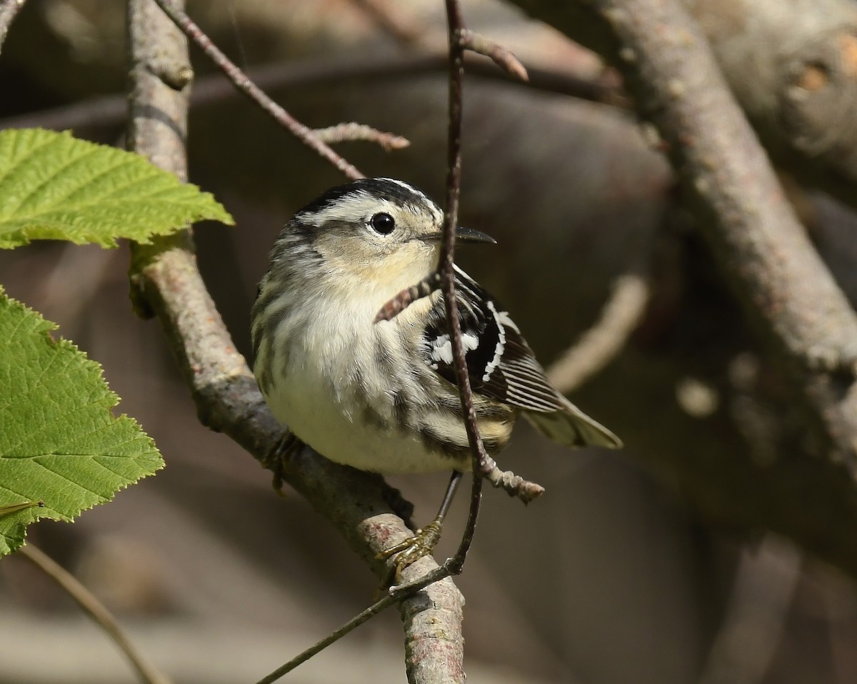 Black-and-white Warbler - ML620620977