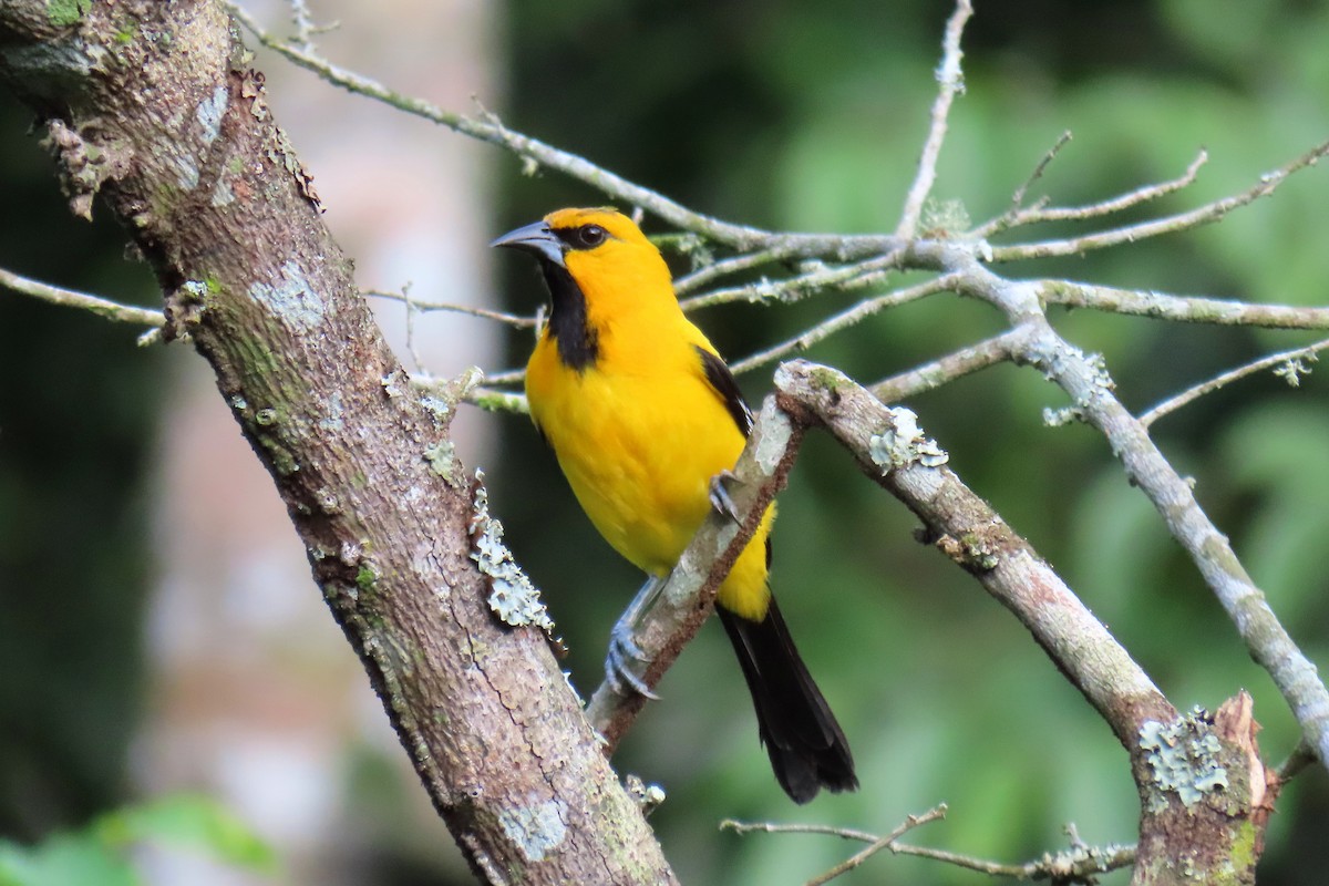 Yellow Oriole - ML620620978