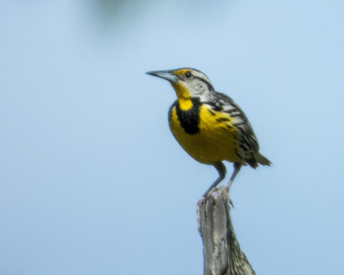 Eastern Meadowlark - ML620620979