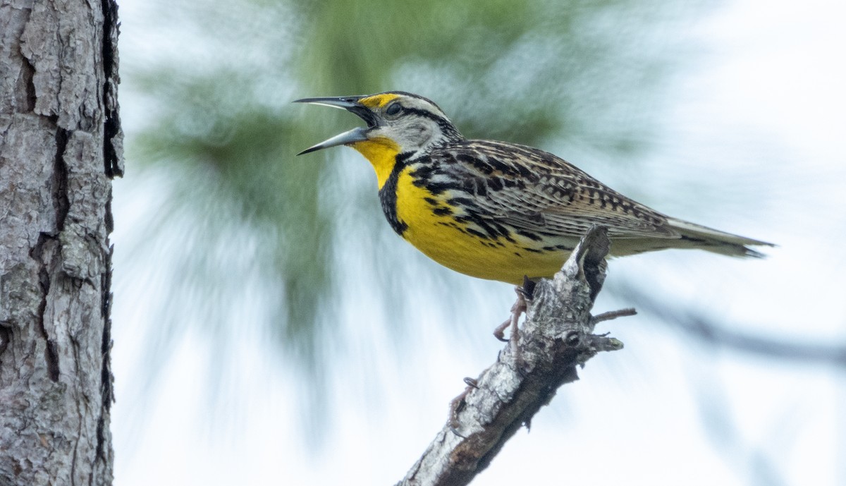 Eastern Meadowlark - ML620620980