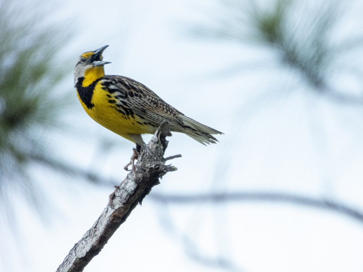 Eastern Meadowlark - ML620620981