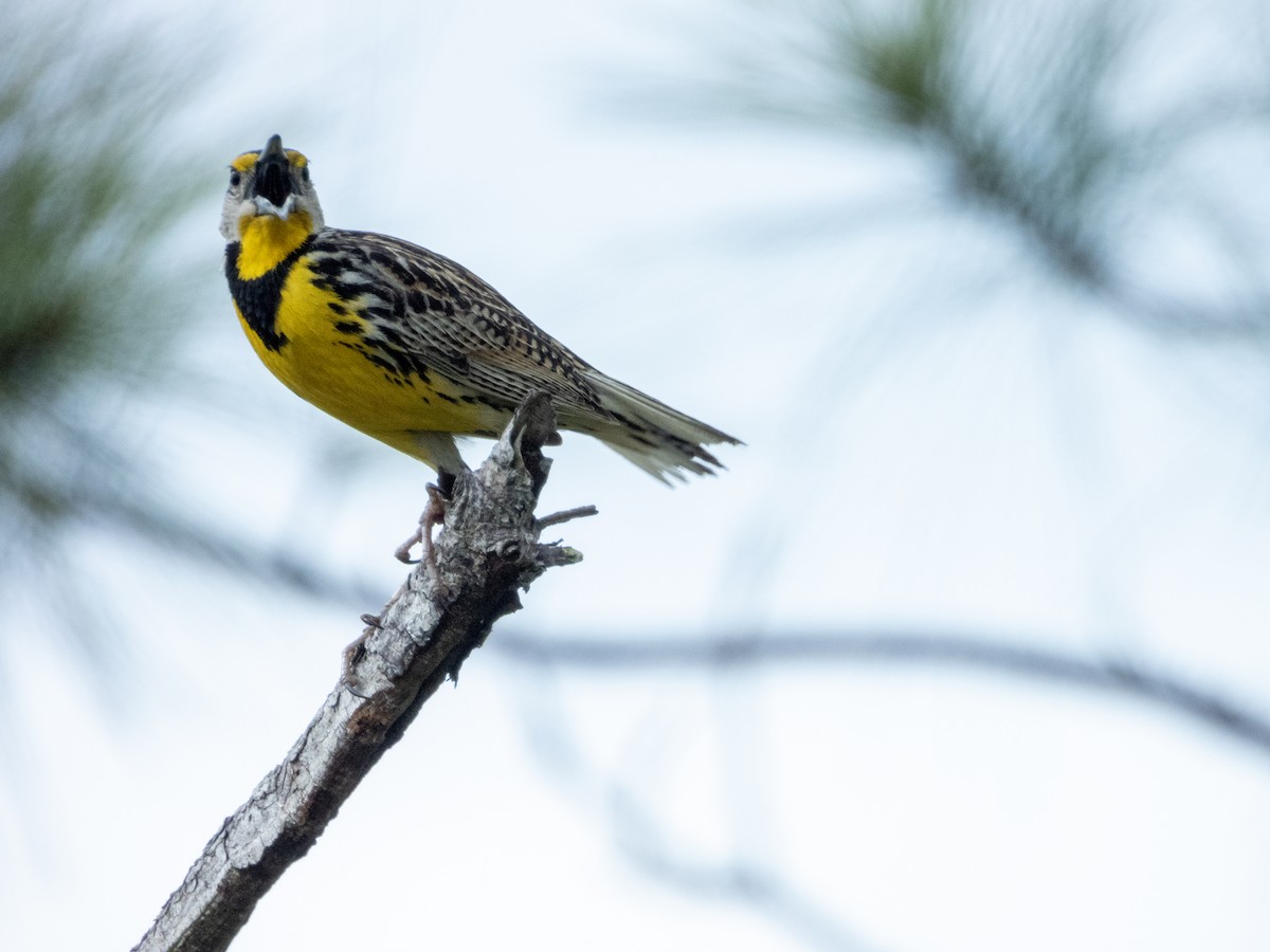 Eastern Meadowlark - ML620620982