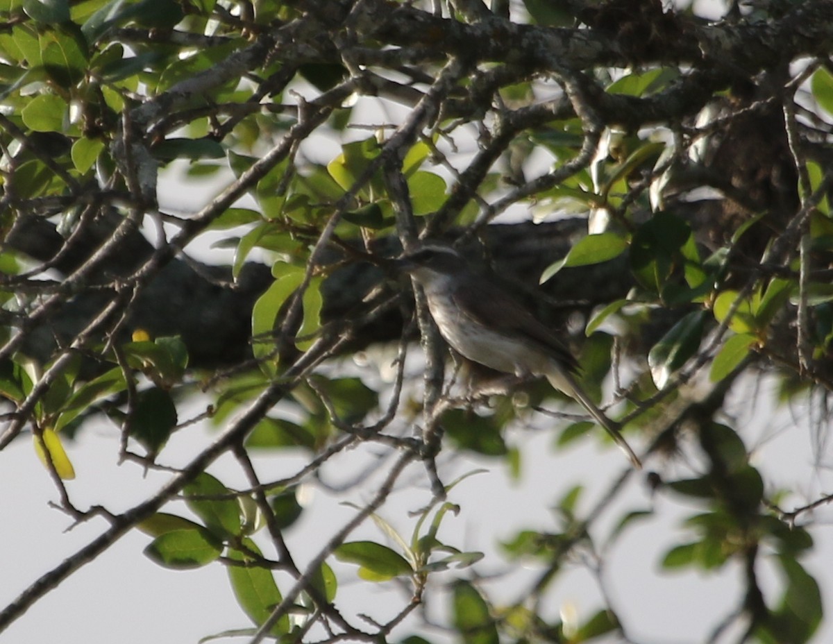 Black-throated Sparrow - ML620620984