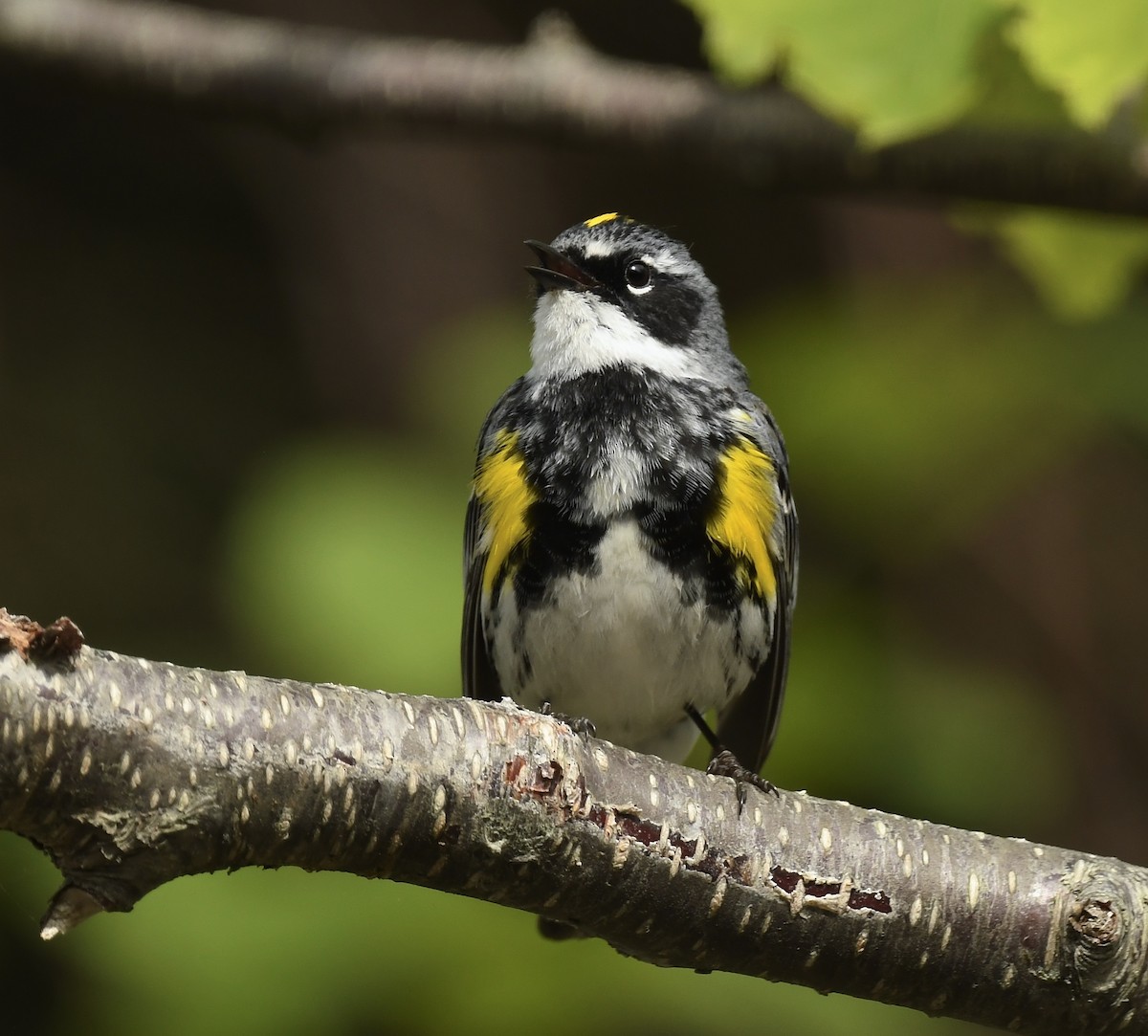 Yellow-rumped Warbler - ML620620987