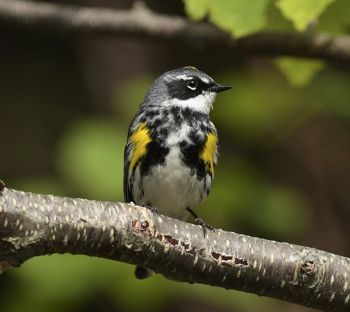 Yellow-rumped Warbler - ML620620988