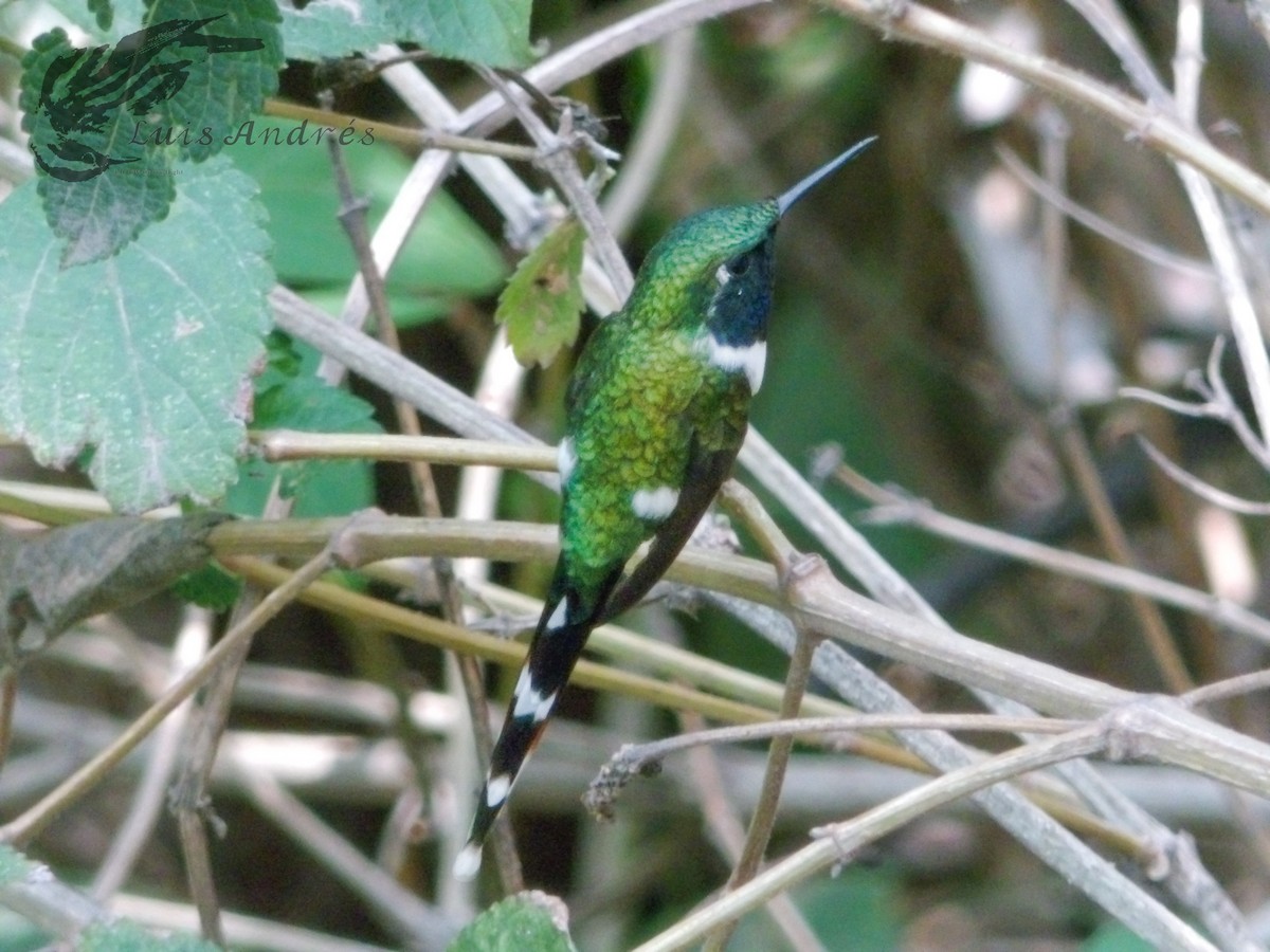 Colibri zémès - ML620620989