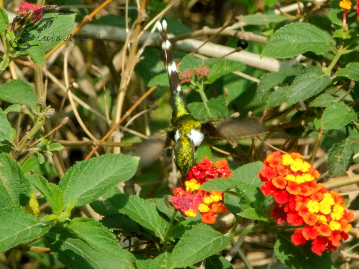 Sparkling-tailed Hummingbird - Luis Cuevas Romero