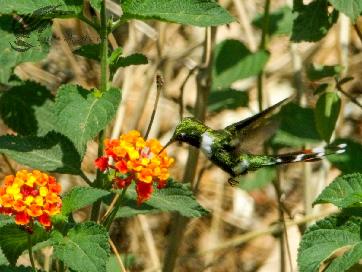 Sparkling-tailed Hummingbird - ML620620991