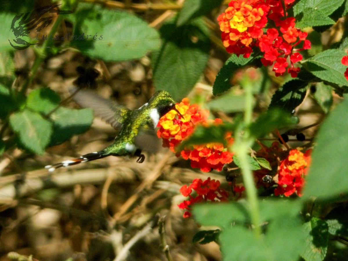 Blaukehl-Sternkolibri - ML620620992