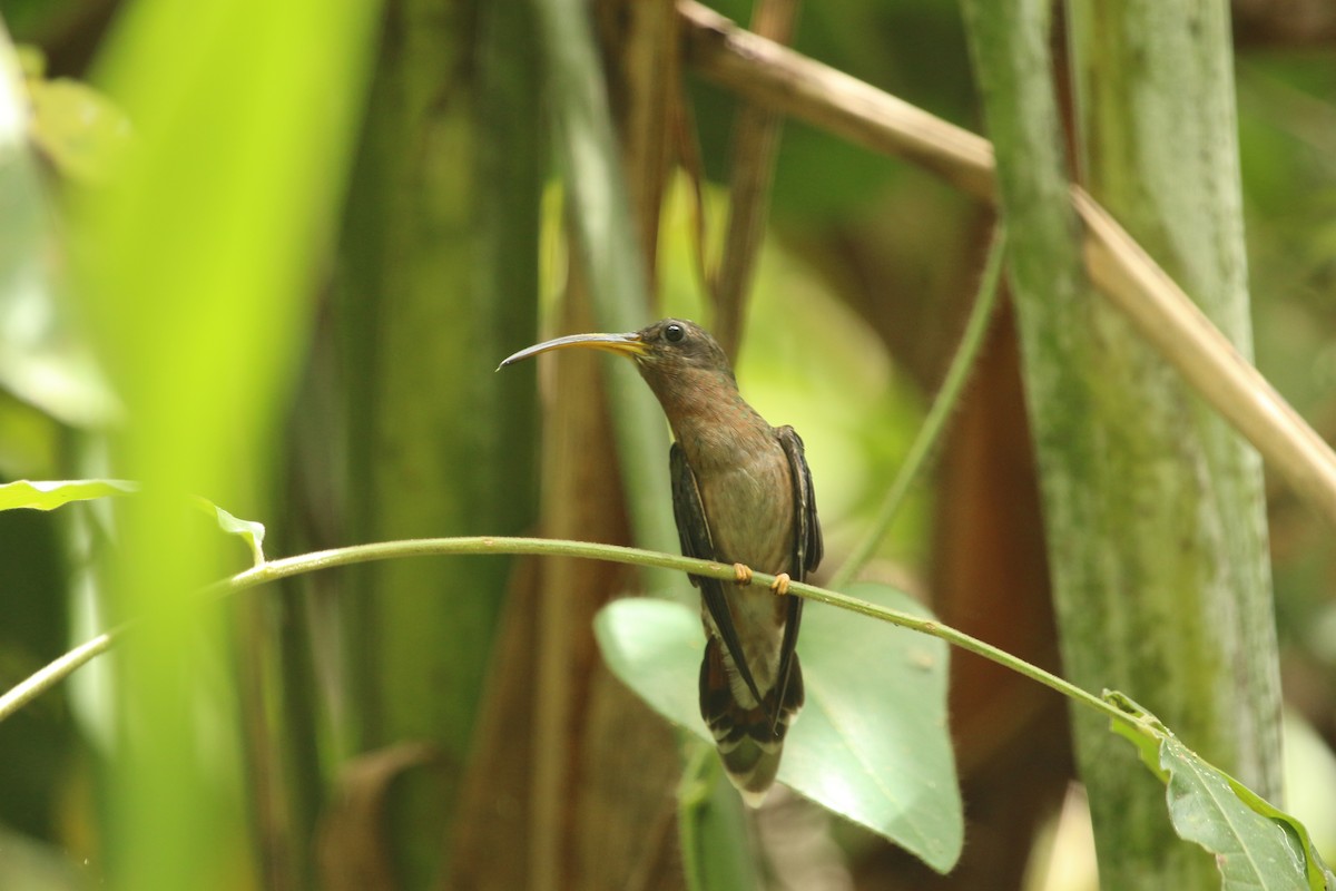 Rufous-breasted Hermit - ML620620993