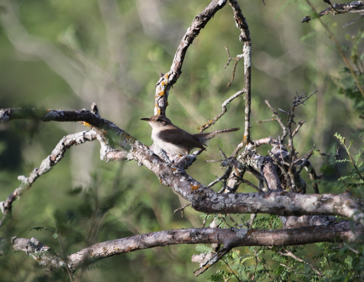 Bewick's Wren - ML620620996