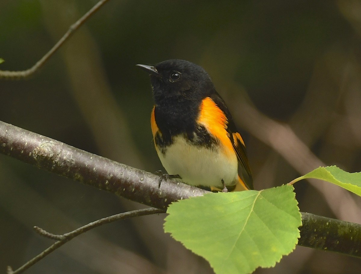 American Redstart - ML620620997