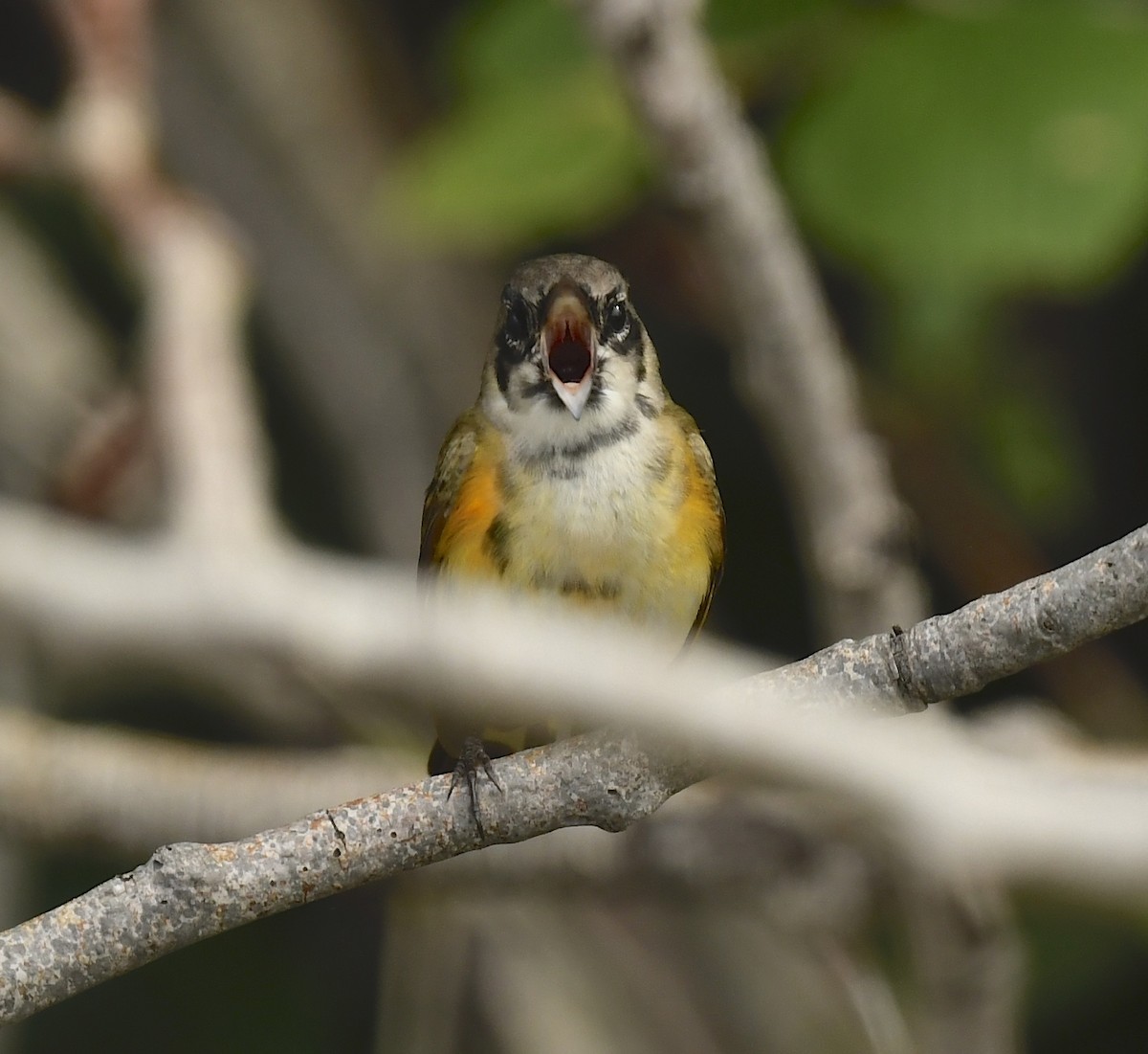 American Redstart - ML620620998