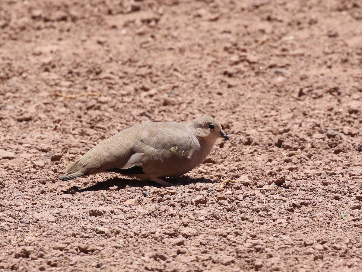Golden-spotted Ground Dove - ML620621000
