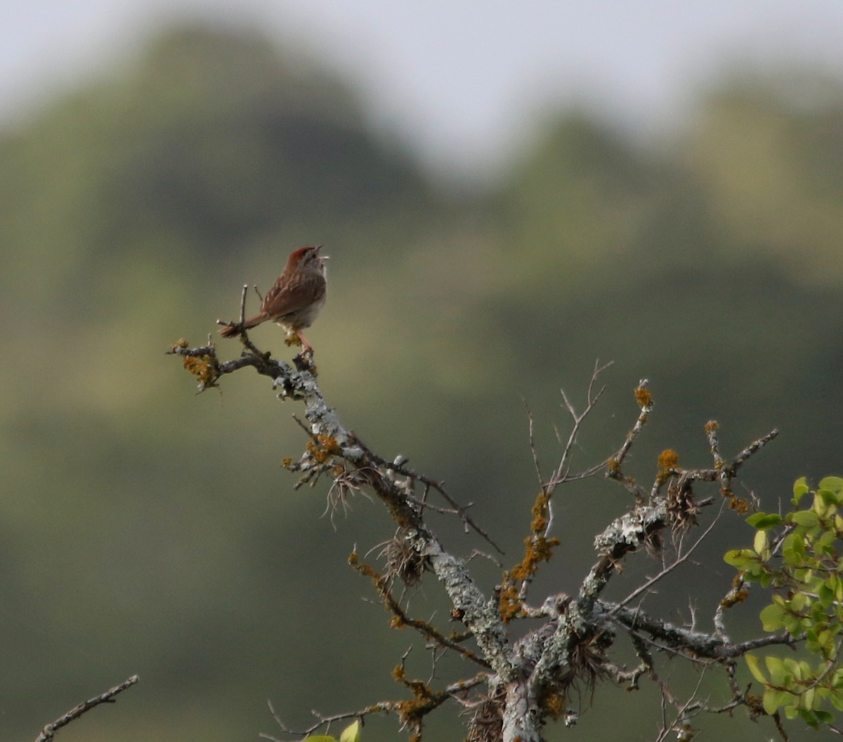 Rufous-crowned Sparrow - ML620621001