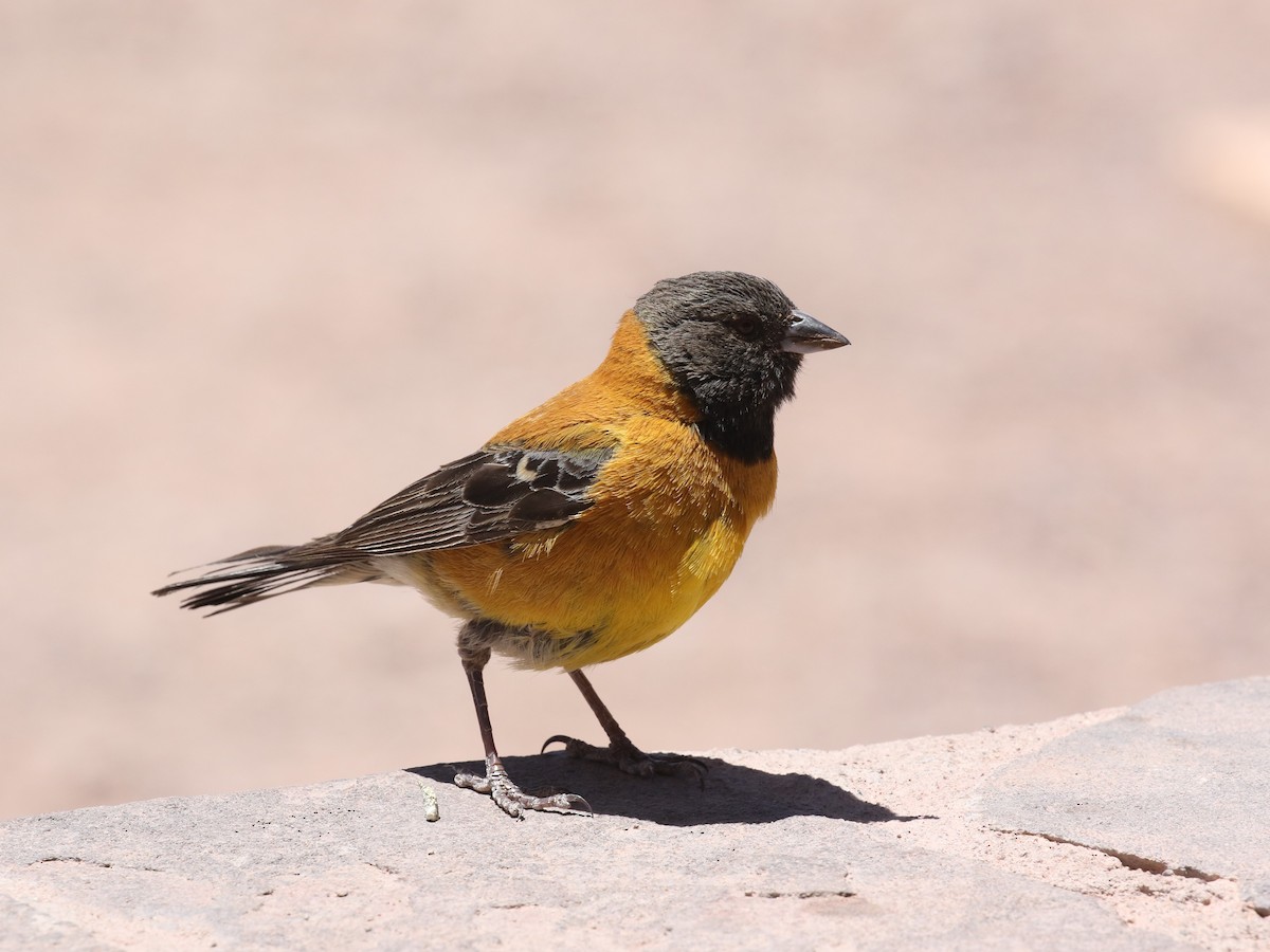 Black-hooded Sierra Finch - ML620621003