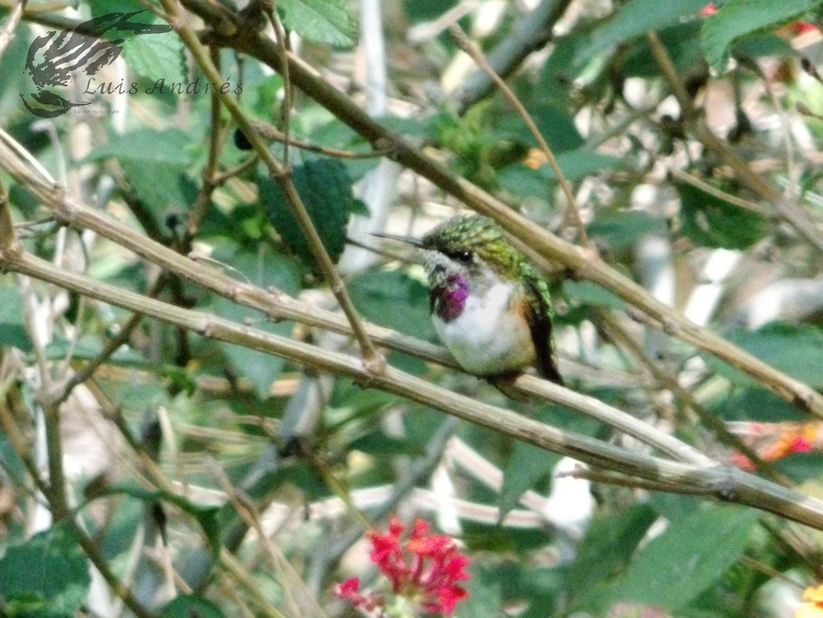 Colibrí de Eloísa - ML620621004