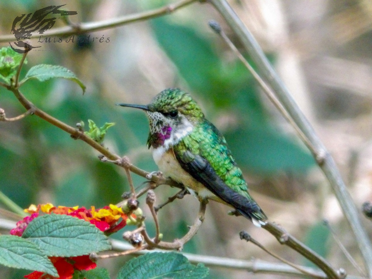 Colibri héloïse - ML620621006