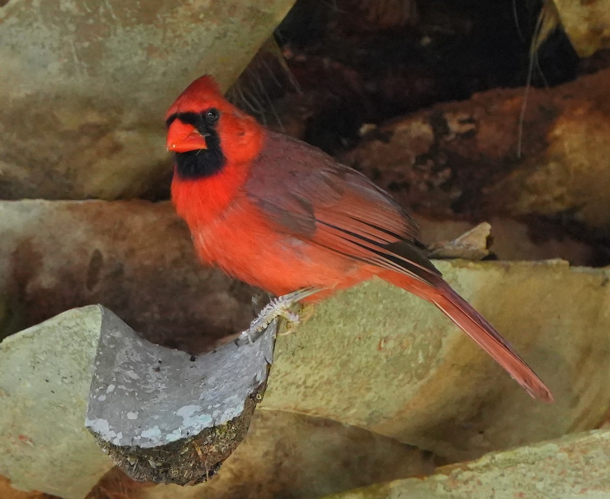 Cardinal rouge - ML620621007