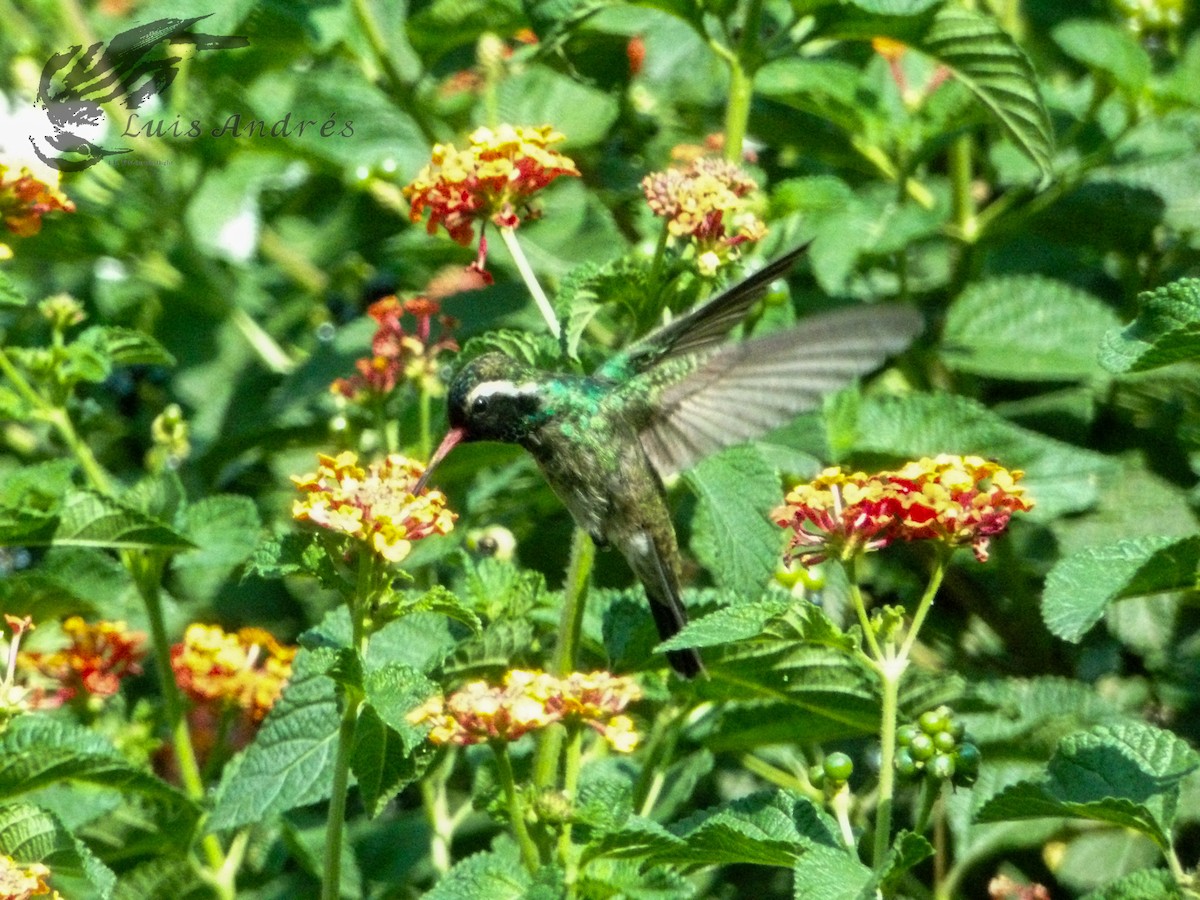 Colibrí Orejiblanco - ML620621008