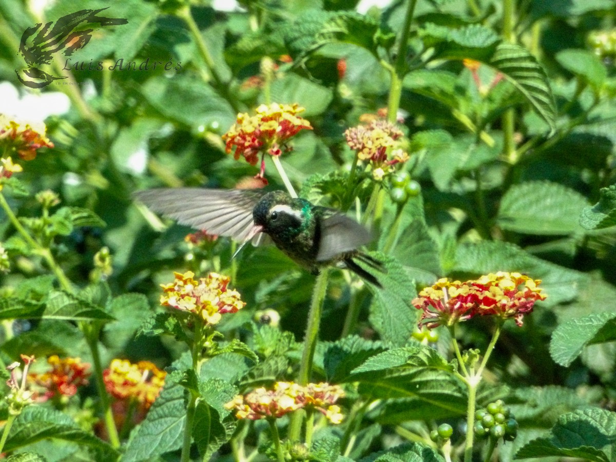 kolibřík bělouchý - ML620621009