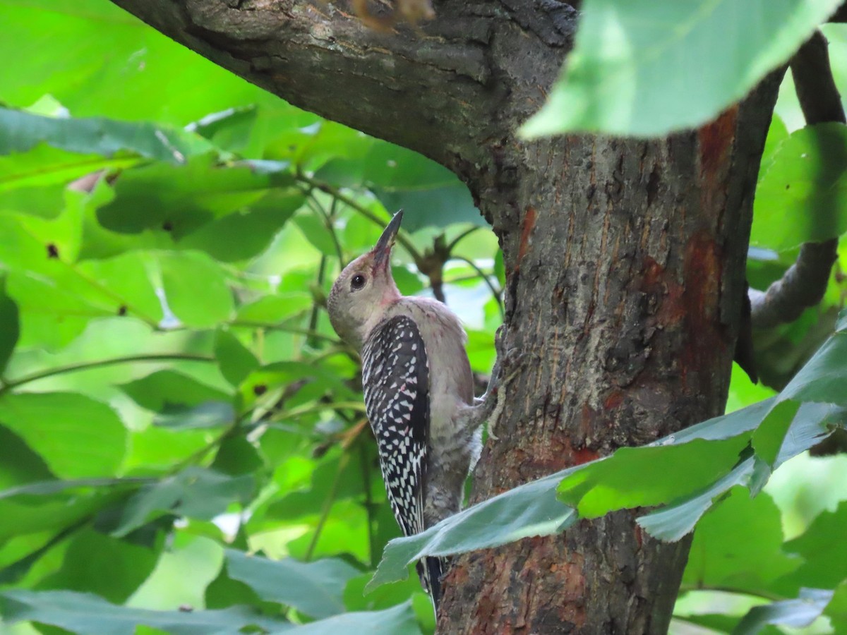 Red-bellied Woodpecker - ML620621012