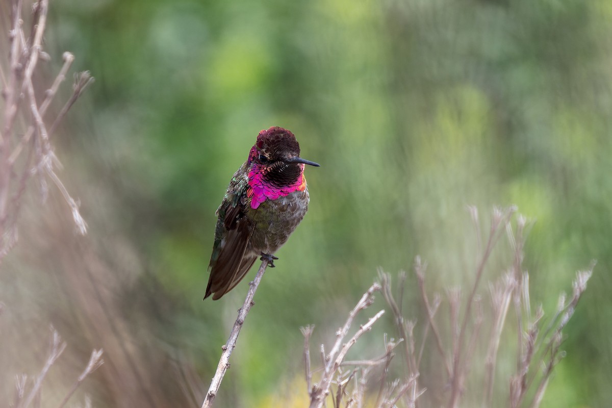 Anna's Hummingbird - ML620621014