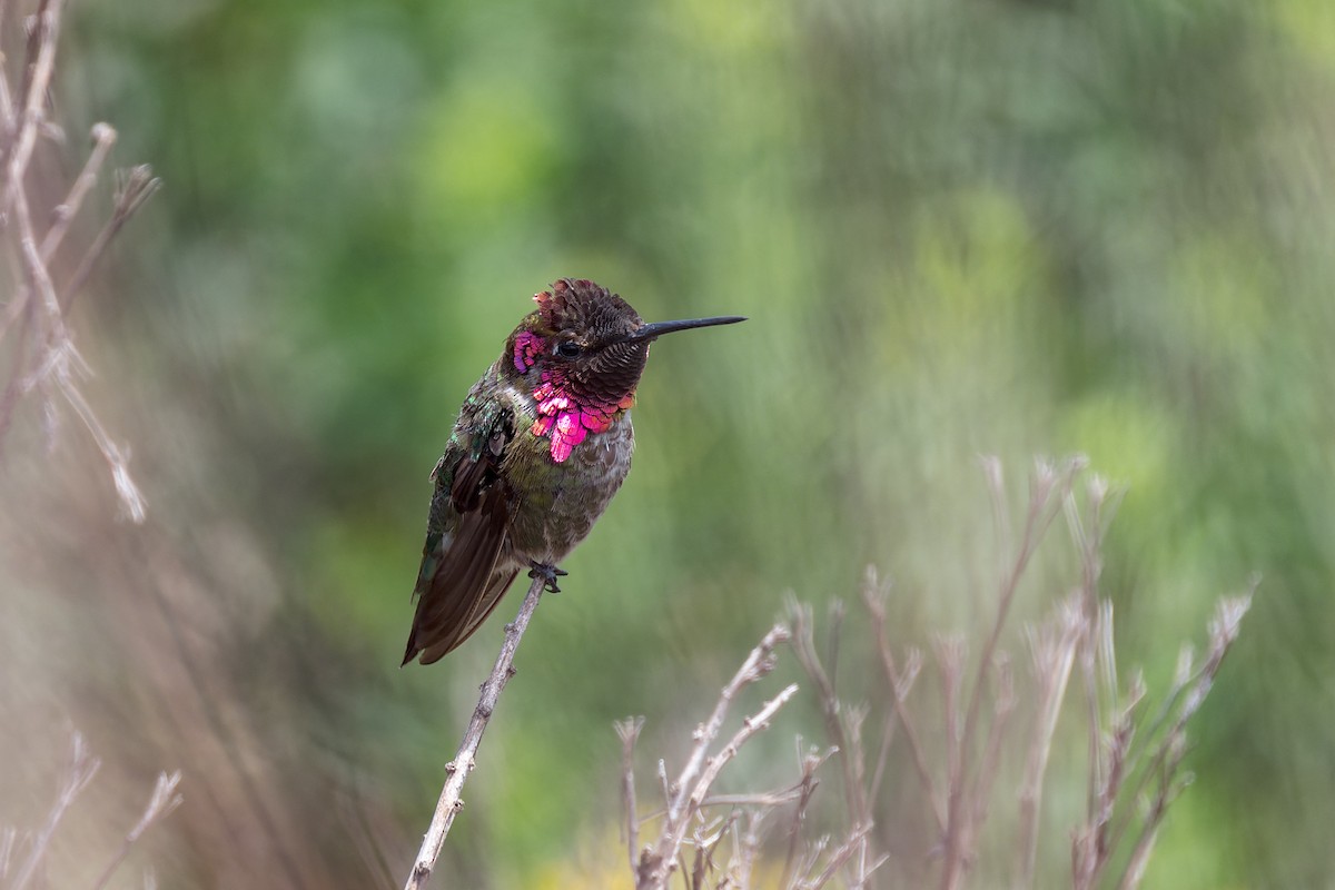 Anna's Hummingbird - ML620621015