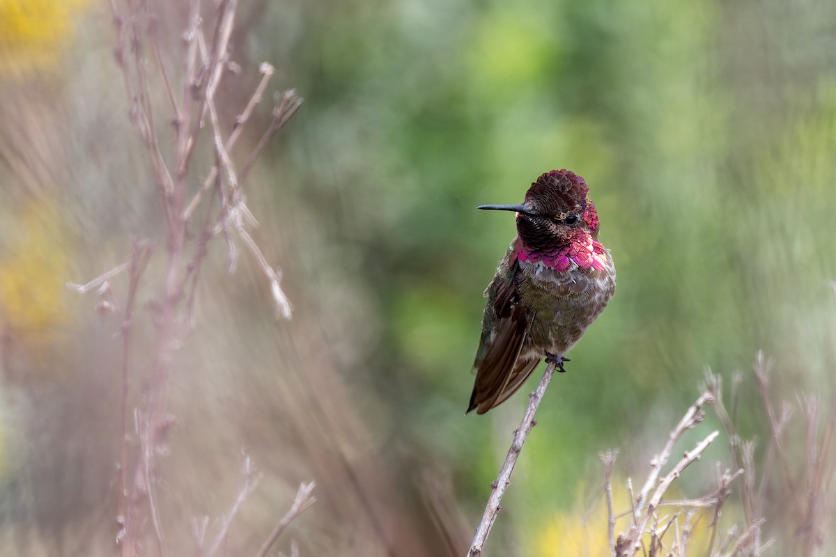 Anna's Hummingbird - ML620621016