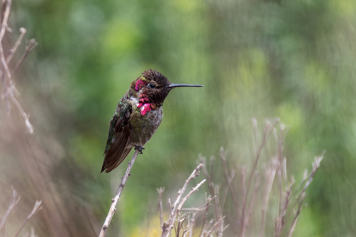 Anna's Hummingbird - ML620621017