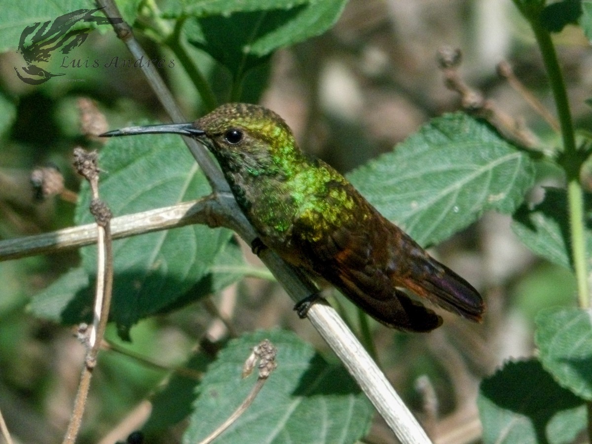 kolibřík mexický - ML620621020