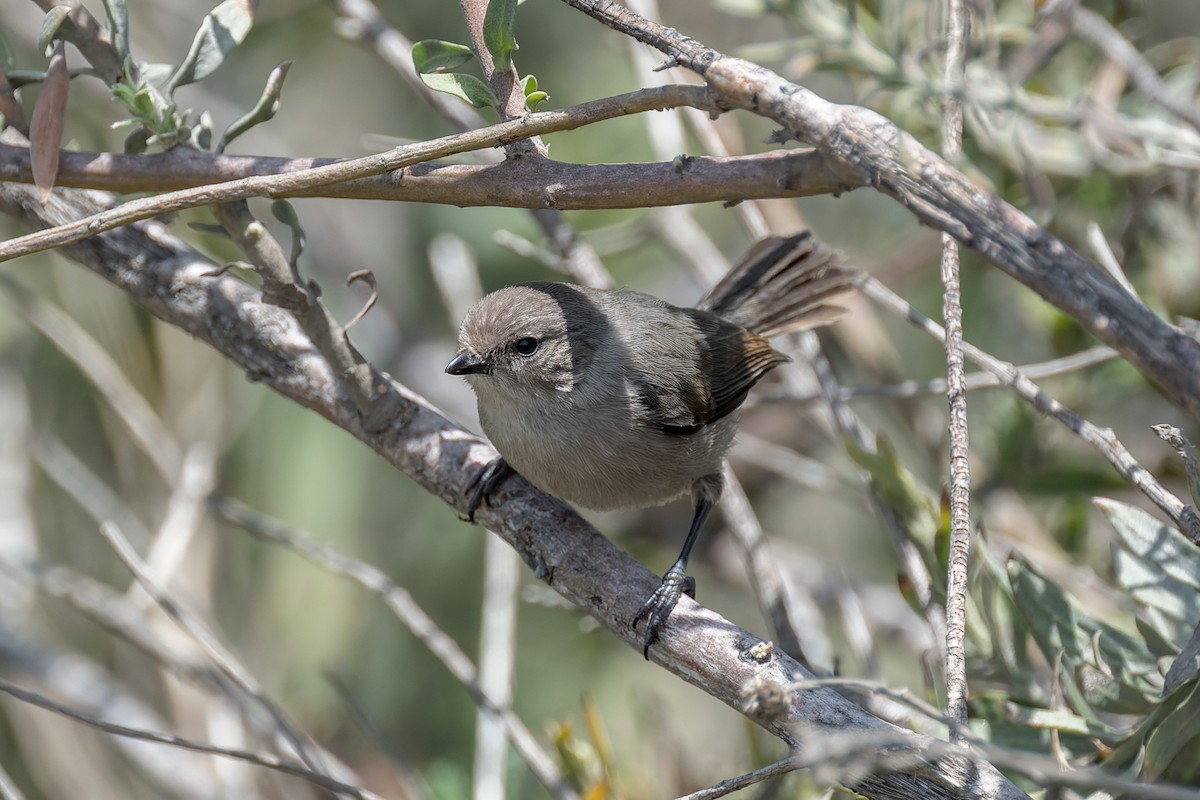 Bushtit - ML620621023