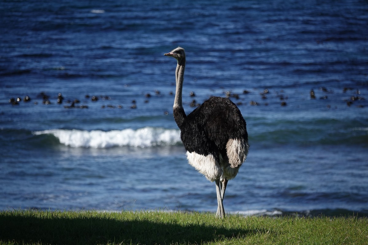 Common Ostrich - Juan Pablo Arboleda