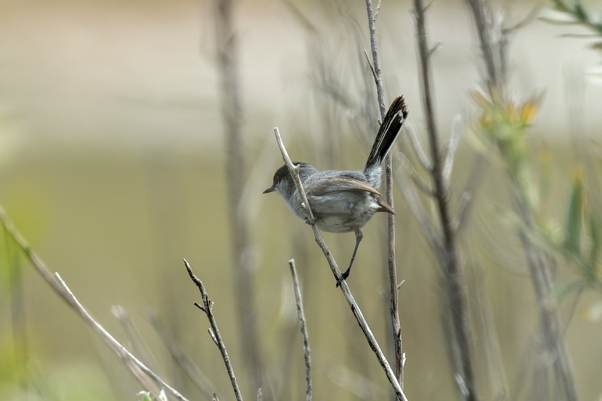 Perlita Californiana - ML620621026