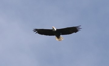 Bald Eagle - ML620621028