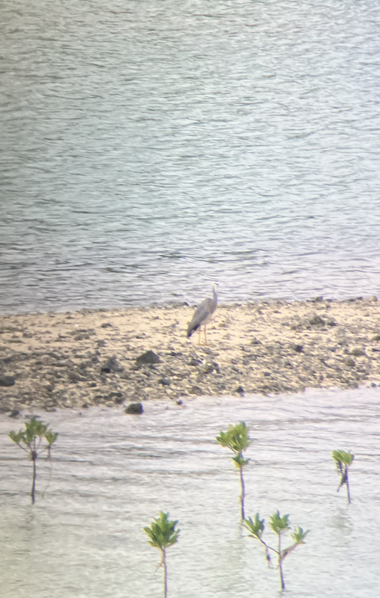 White-faced Heron - Luciana L.