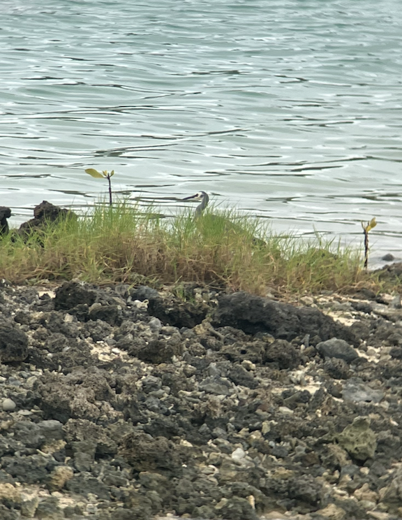 White-faced Heron - ML620621032