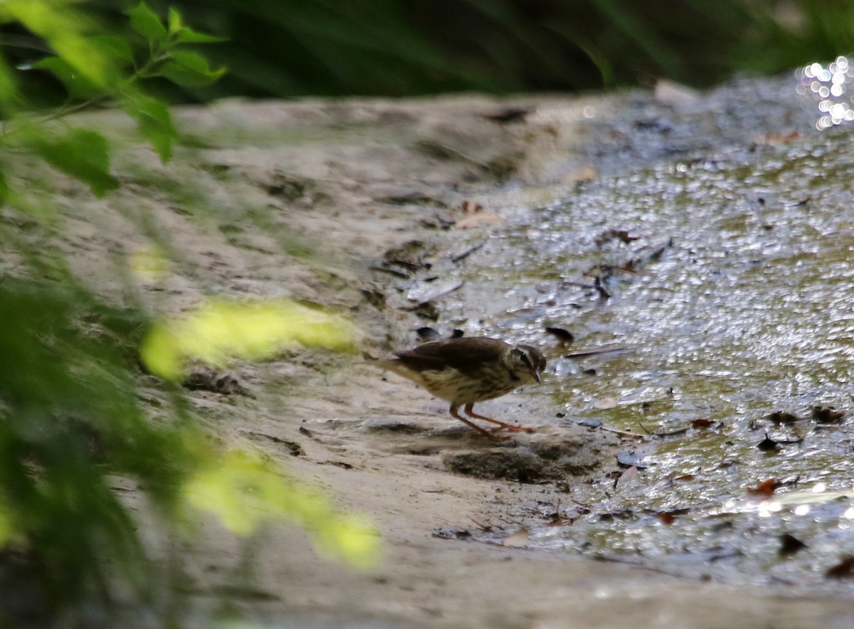 Louisiana Waterthrush - ML620621048