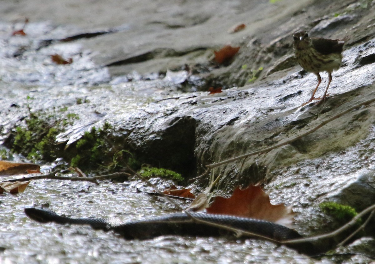 Louisiana Waterthrush - ML620621052